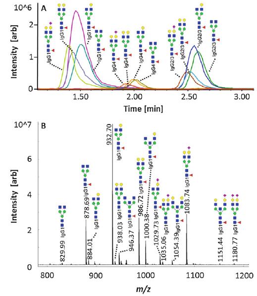 LC-MS separation of tryptic Fc-glycopeptides of a polyclonal IgG standard.