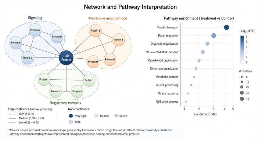 Demo proximity labeling proteomics results showing protein interaction network and pathway interpretation.