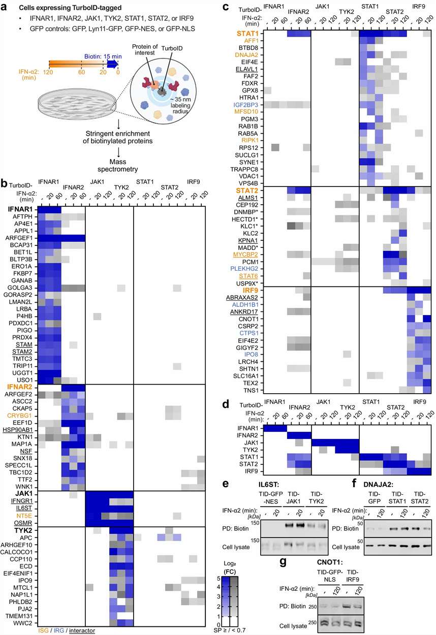TurboID proximity labeling workflow and heatmap outputs for mapping type I interferon signaling proximal proteomes.