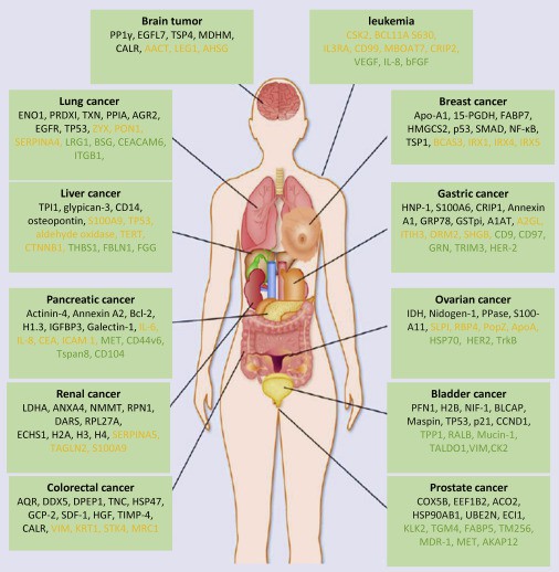 Quantitative Proteomics Guide: Research Content, Techniques and Applications Explained