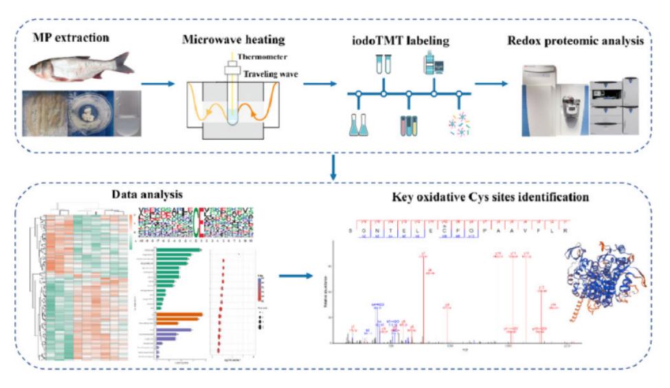 Redox proteomic case study