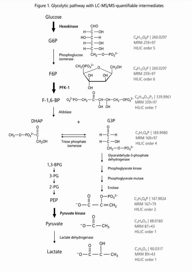 Glycolysis Regulation: From Enzyme Control Mechanisms to LC-MS/MS-Based Metabolic Analysis