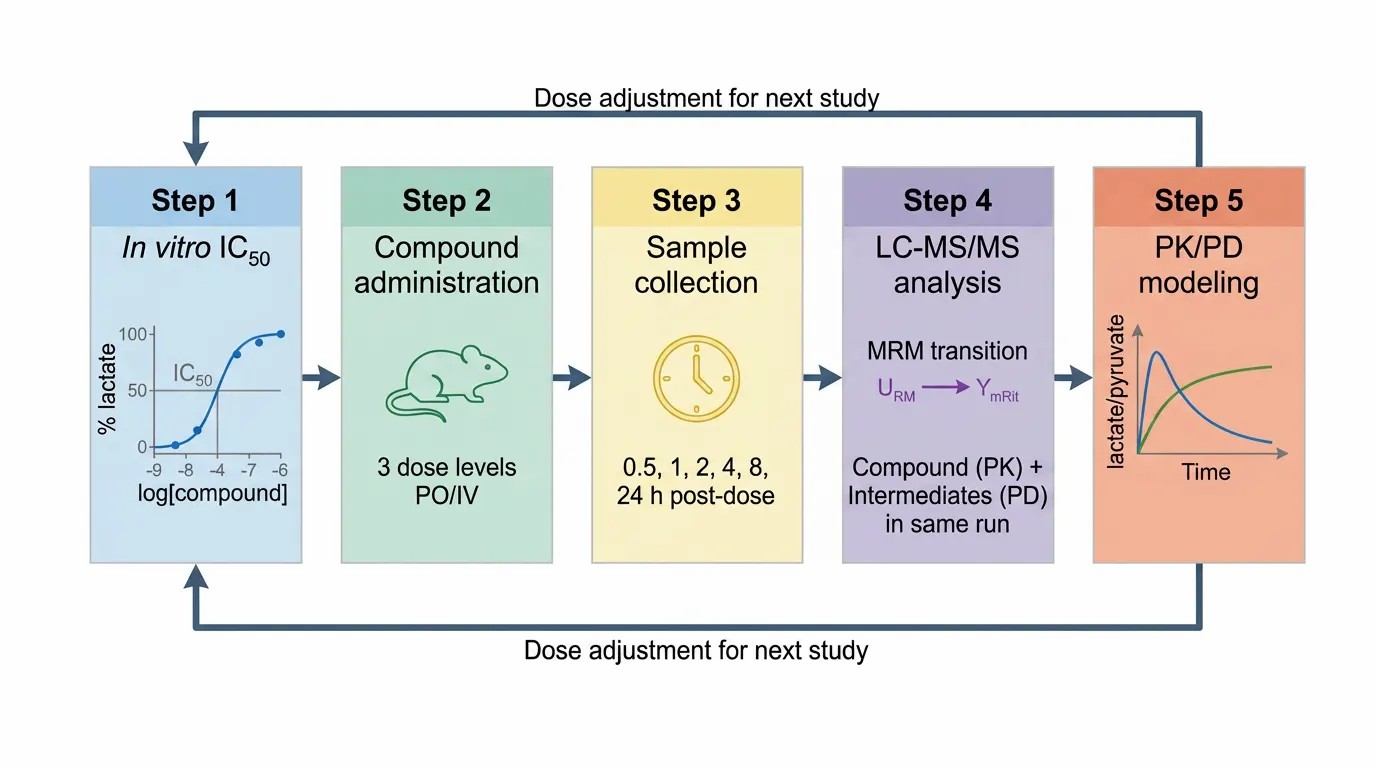 Glycolysis inhibitor PK/PD workflow — from in vitro IC50 to in vivo PD biomarker measurement