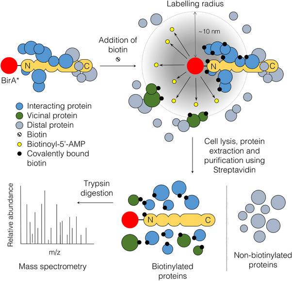 Revealing Protein Interactions in Cancer with BioID Technology