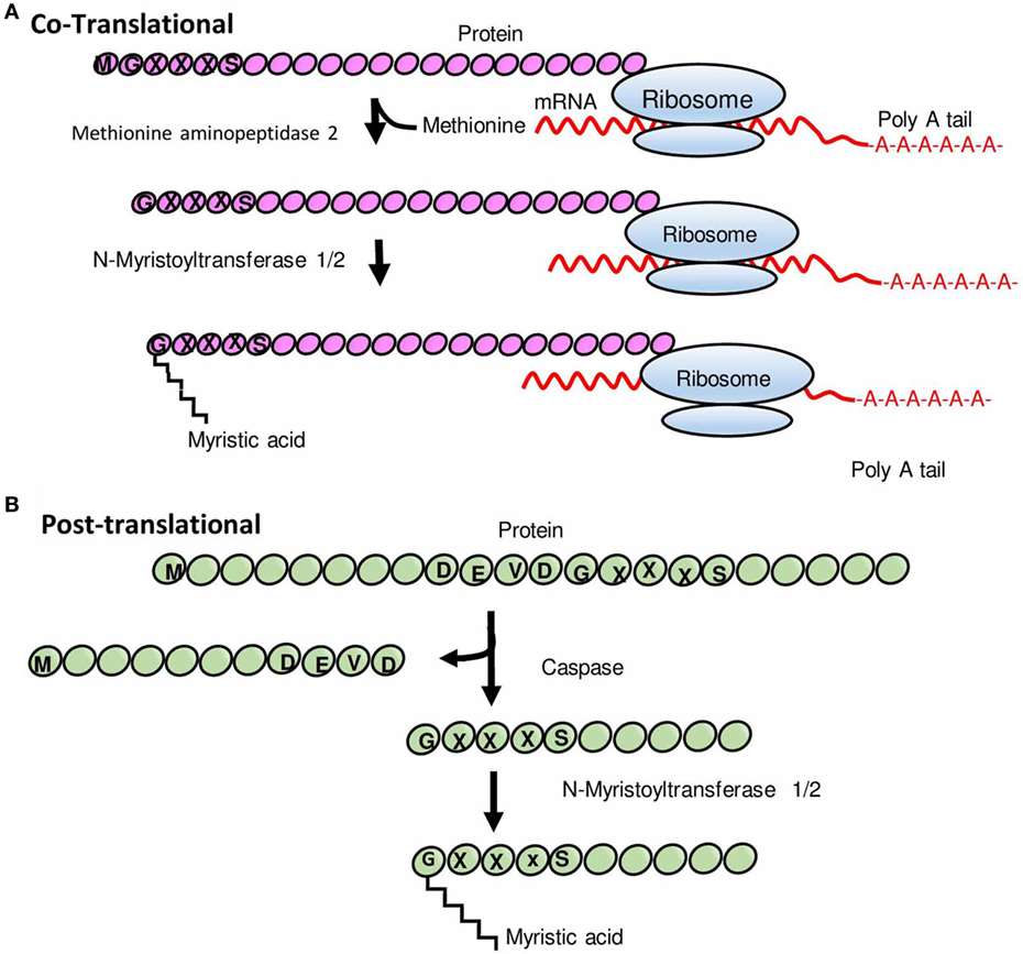 S-Myristoylation: Functions, Regulation, and Experimental Insights