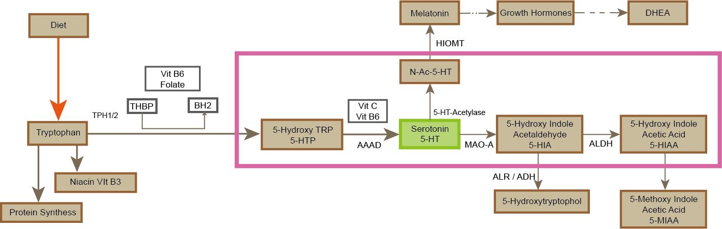 Serotonin Metabolism, Physiological Functions and Medical Application