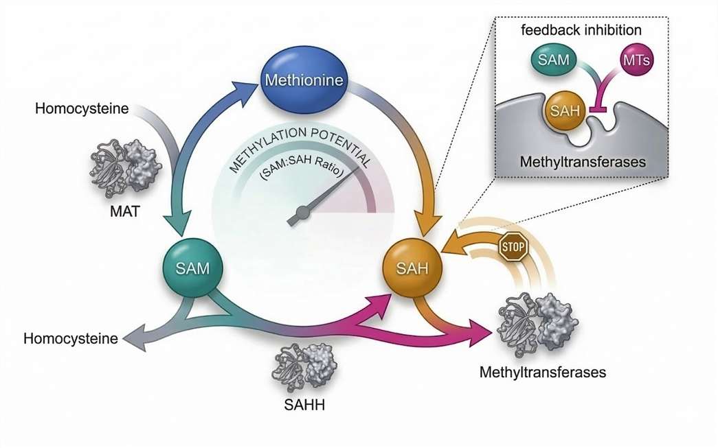 Significance of the SAM/SAH Ratio as a Research Readout of Methylation Potential in Epigenetic Studies