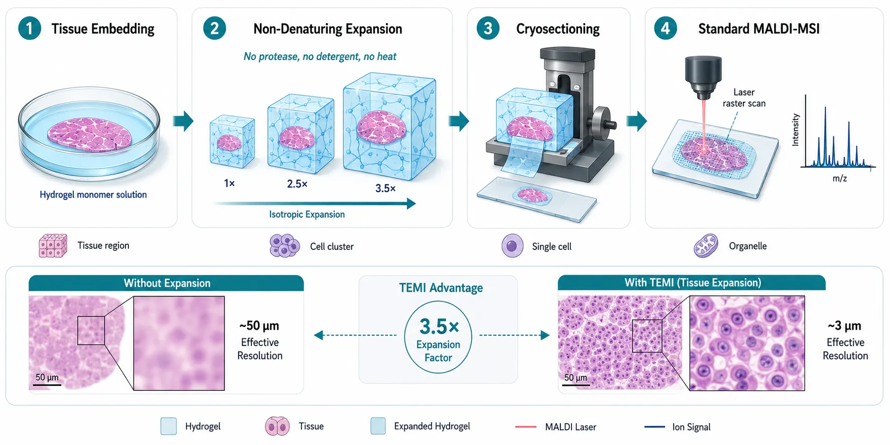 TEMI Workflow — Tissue Expansion Mass Spectrometry Imaging Protocol