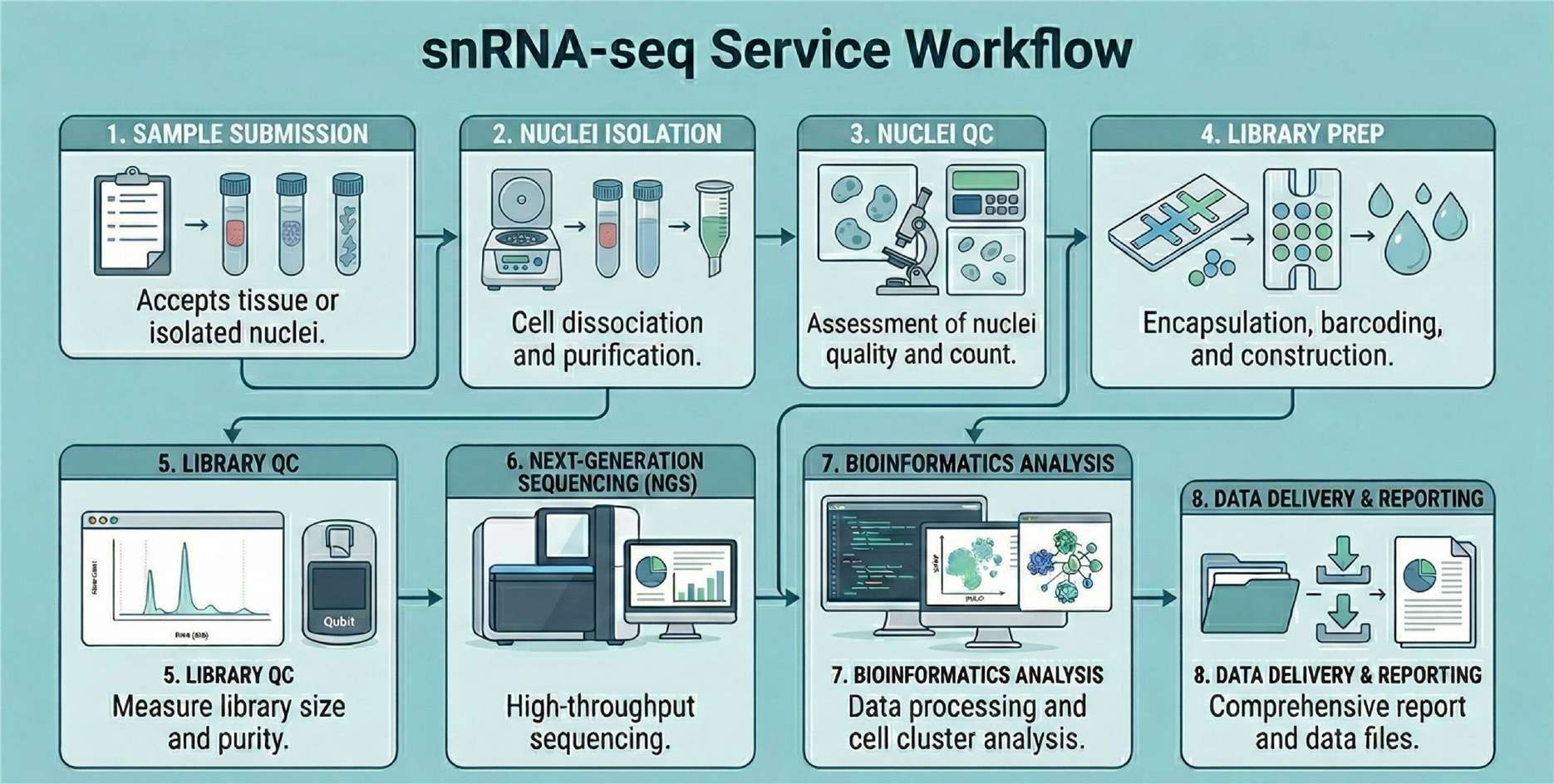 snRNA-seq workflow