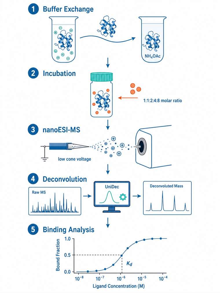 Five-step native MS workflow for small-molecule/protein complex analysis: buffer exchange, incubation, nanoESI-MS acquisition, data deconvolution, and binding analysis.