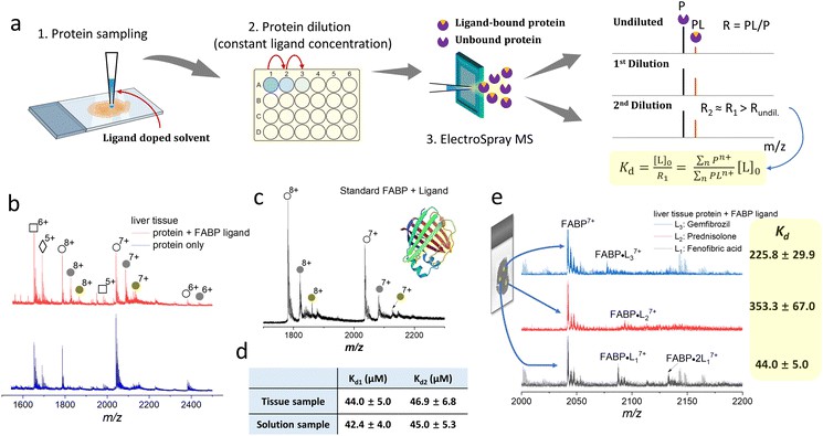 Schematic of the dilution-based native MS method for measuring protein-ligand binding affinities directly from tissue samples using LESA-nanoESI-MS.
