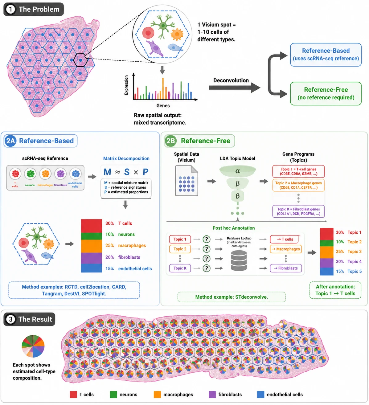 Spatial Cell-Type Deconvolution and Mapping: Computational Methods from Reference scRNA-seq to Spatial Assignment