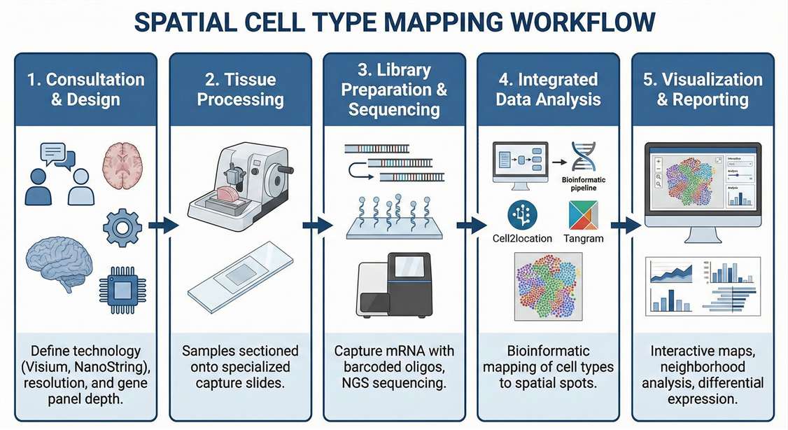cell type mapping workflow