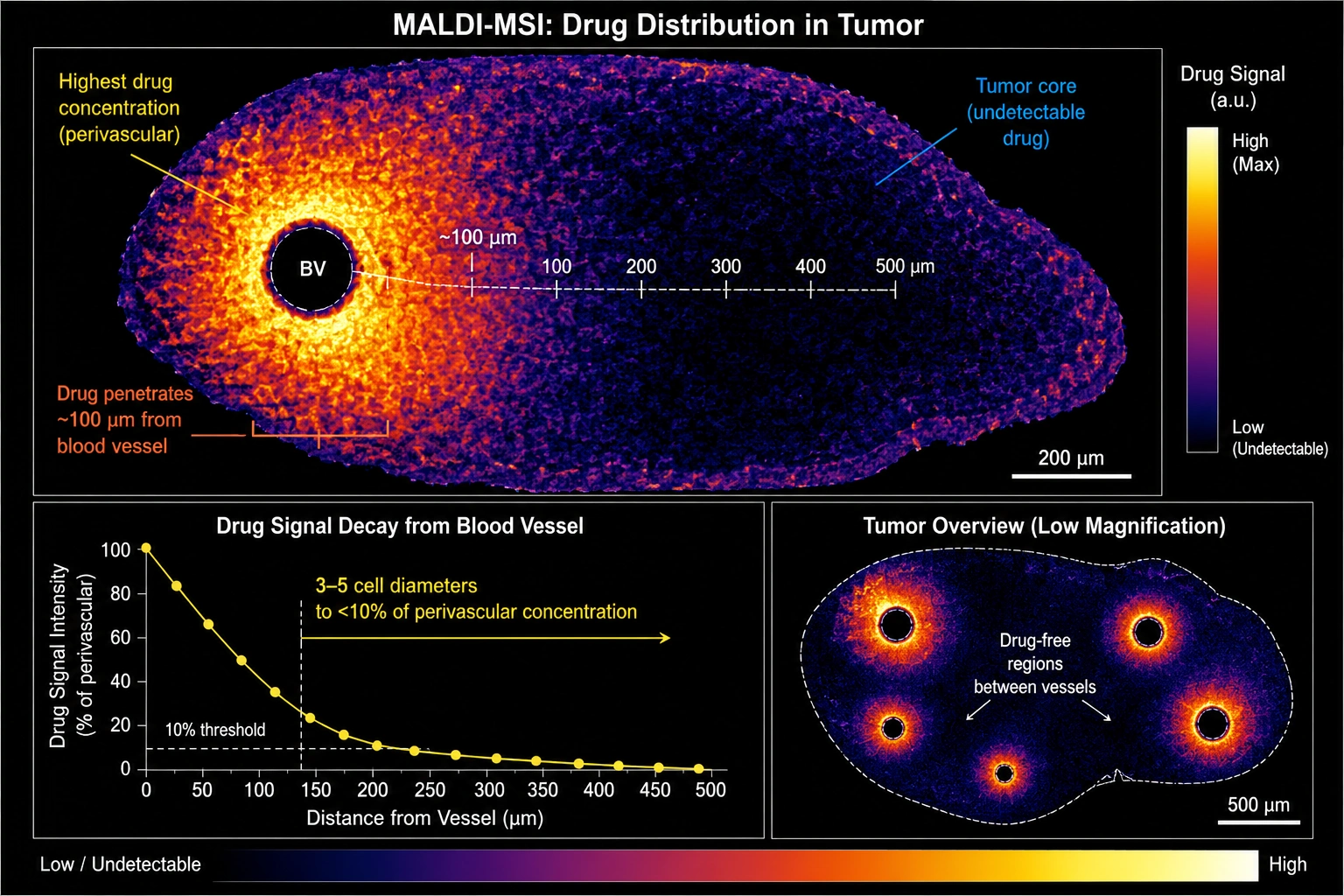 Anticancer Drug Tumor Penetration — MALDI Image of Drug Gradient from Vessel to Tumor Core