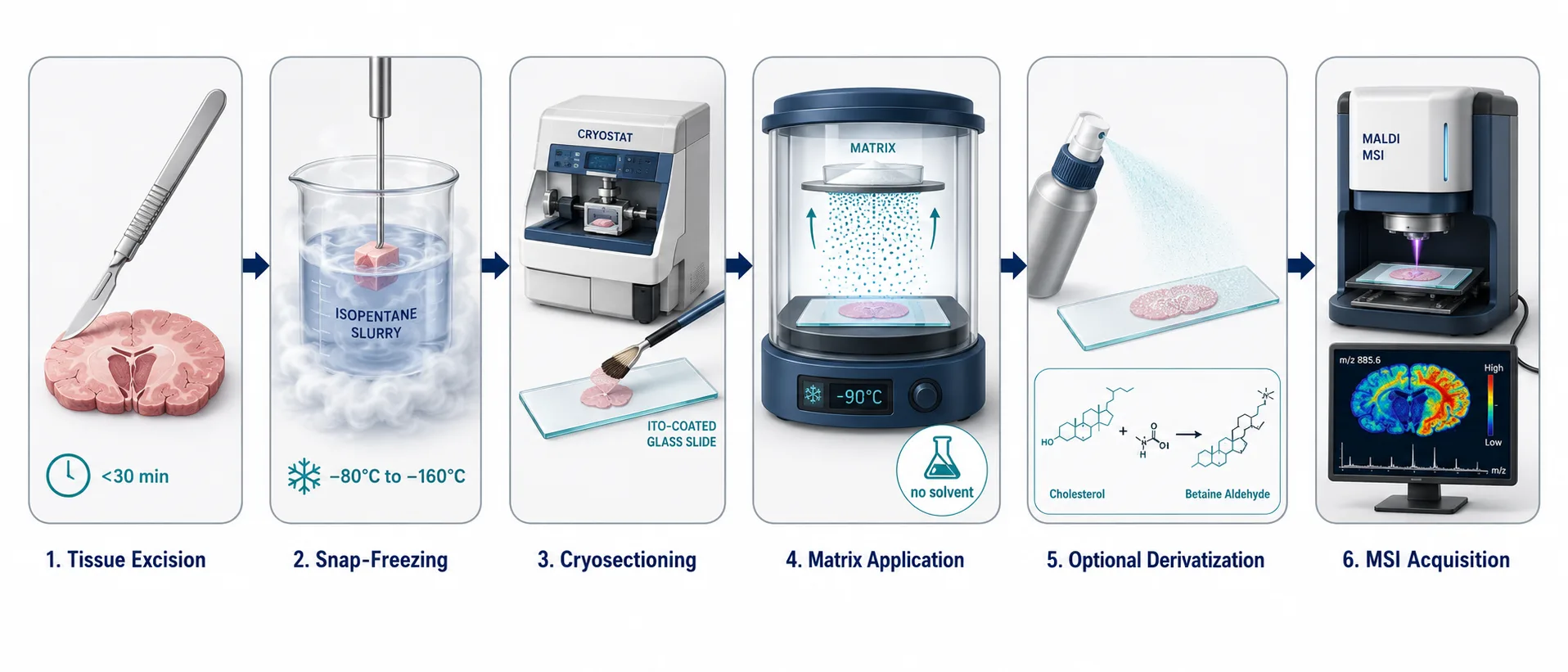 Sample preparation workflow for spatial lipidomics — from tissue harvest through snap-freezing, sectioning, matrix application, and MSI acquisition.