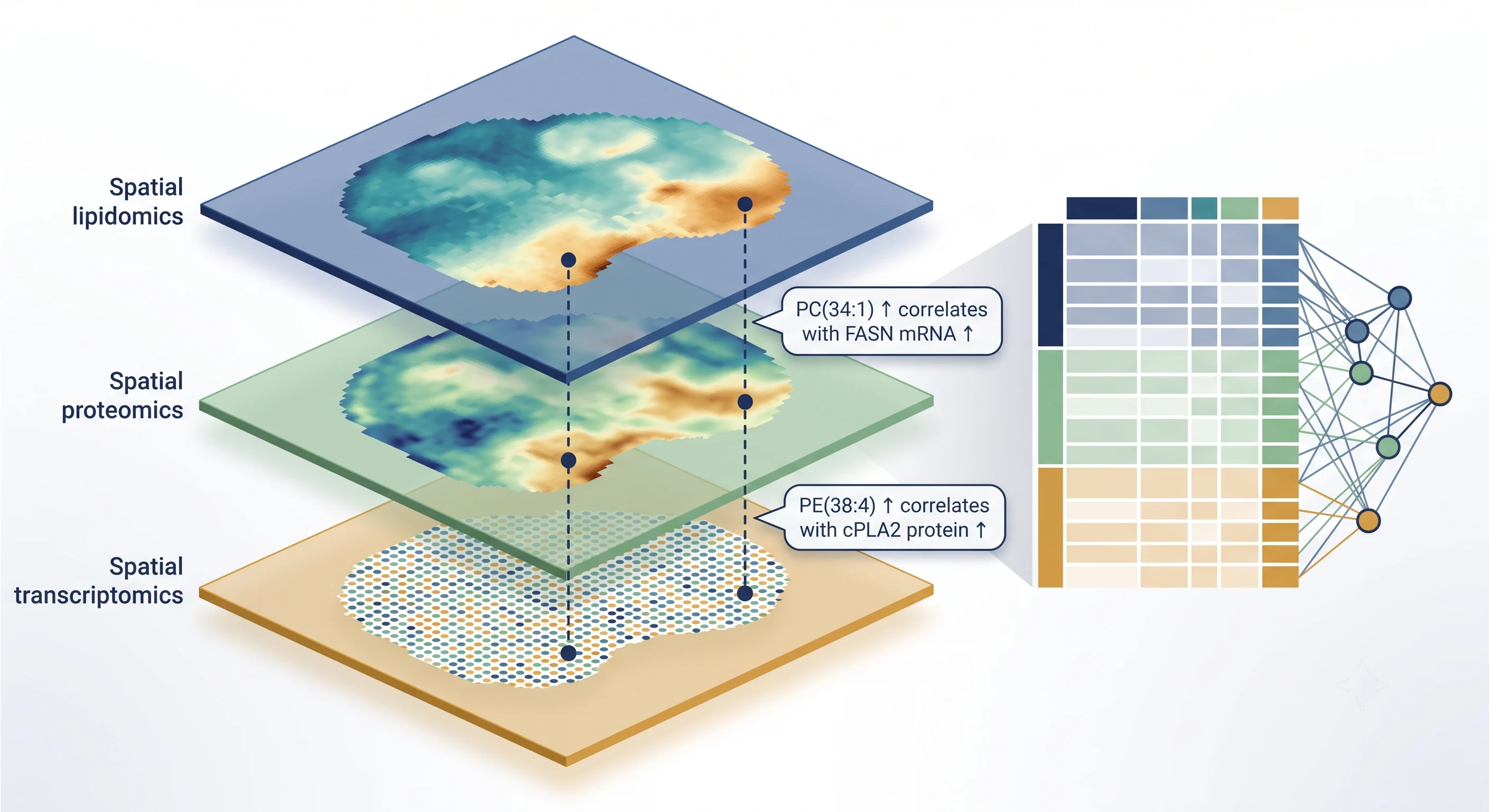 Integration with spatial multi-omics — conceptual diagram showing MSI lipidomics, spatial transcriptomics, and spatial proteomics data from the same tissue region.