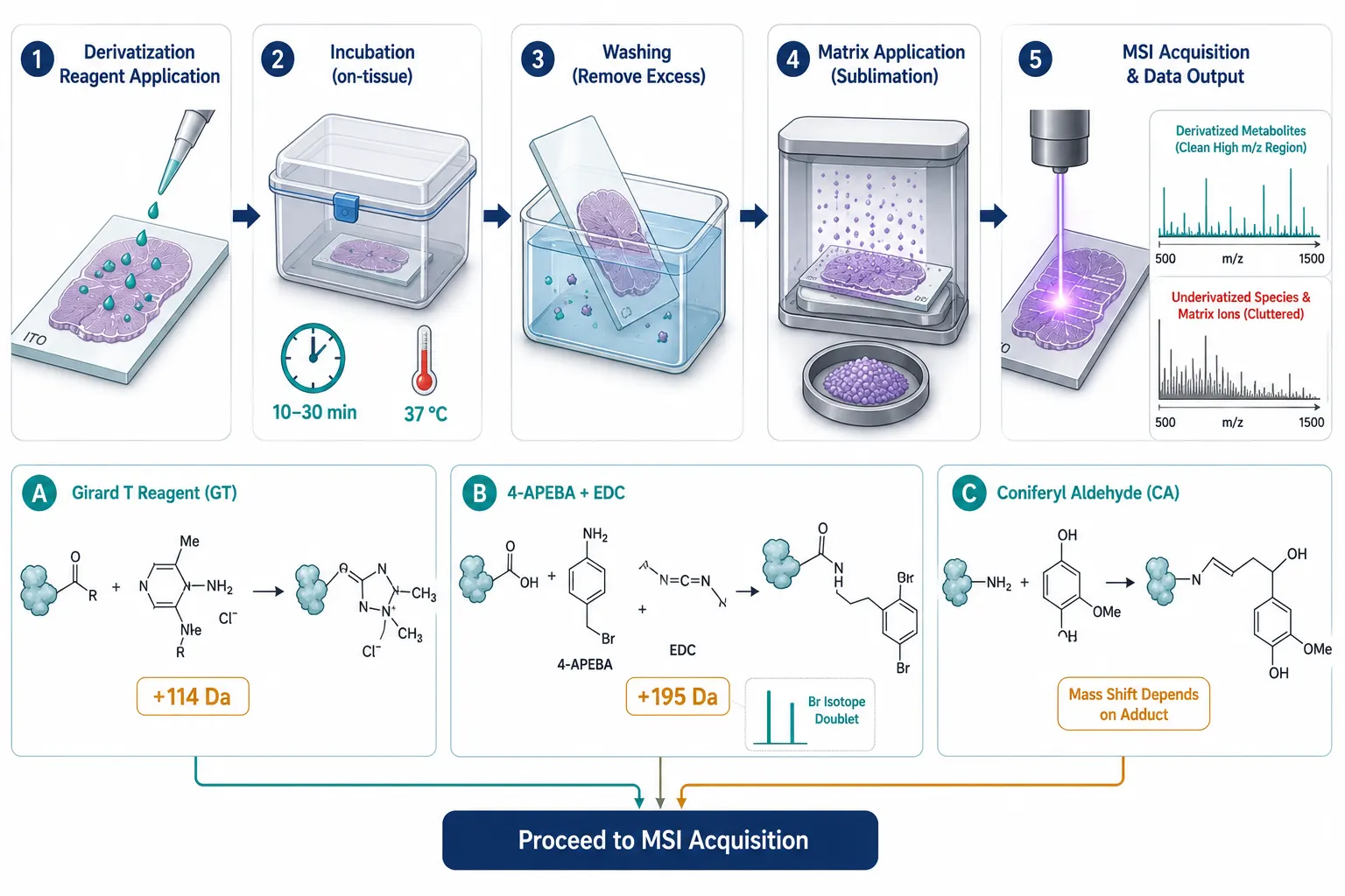 On-tissue chemical derivatization workflow. Horizontal process diagram showing the five-stage OTCD pipeline