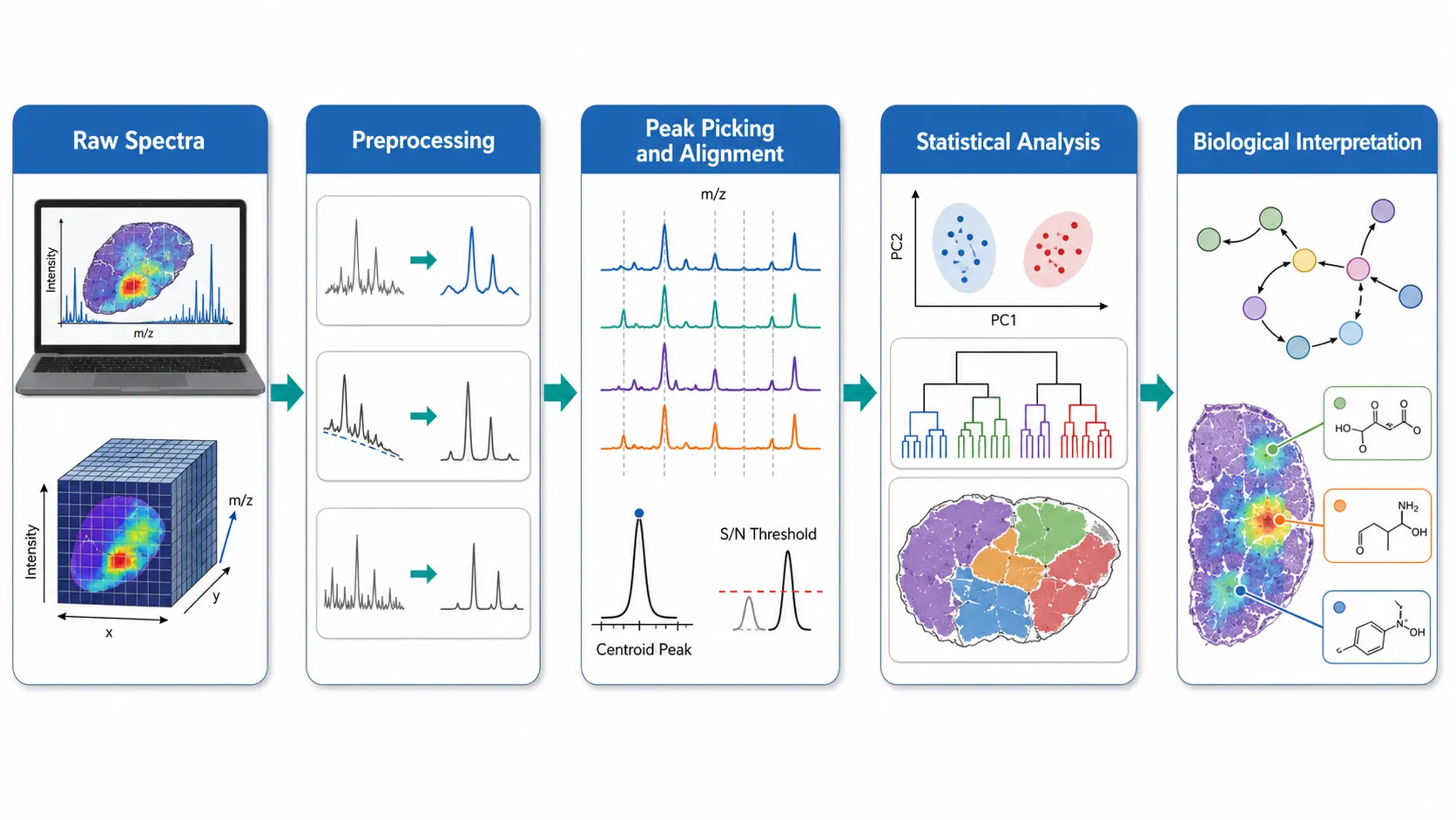 MSI data analysis pipeline. Five-stage horizontal workflow connecting Raw Spectra through Preprocessing, Peak Picking and Alignment
