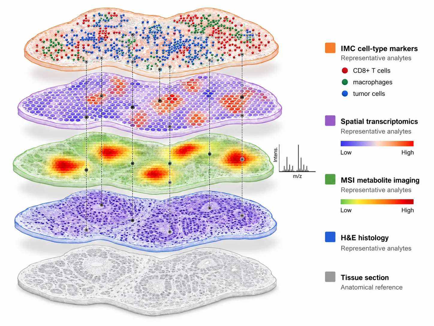 Multimodal spatial omics integration. Layered 3D conceptual diagram showing four data modalities co-registered on a single tissue section