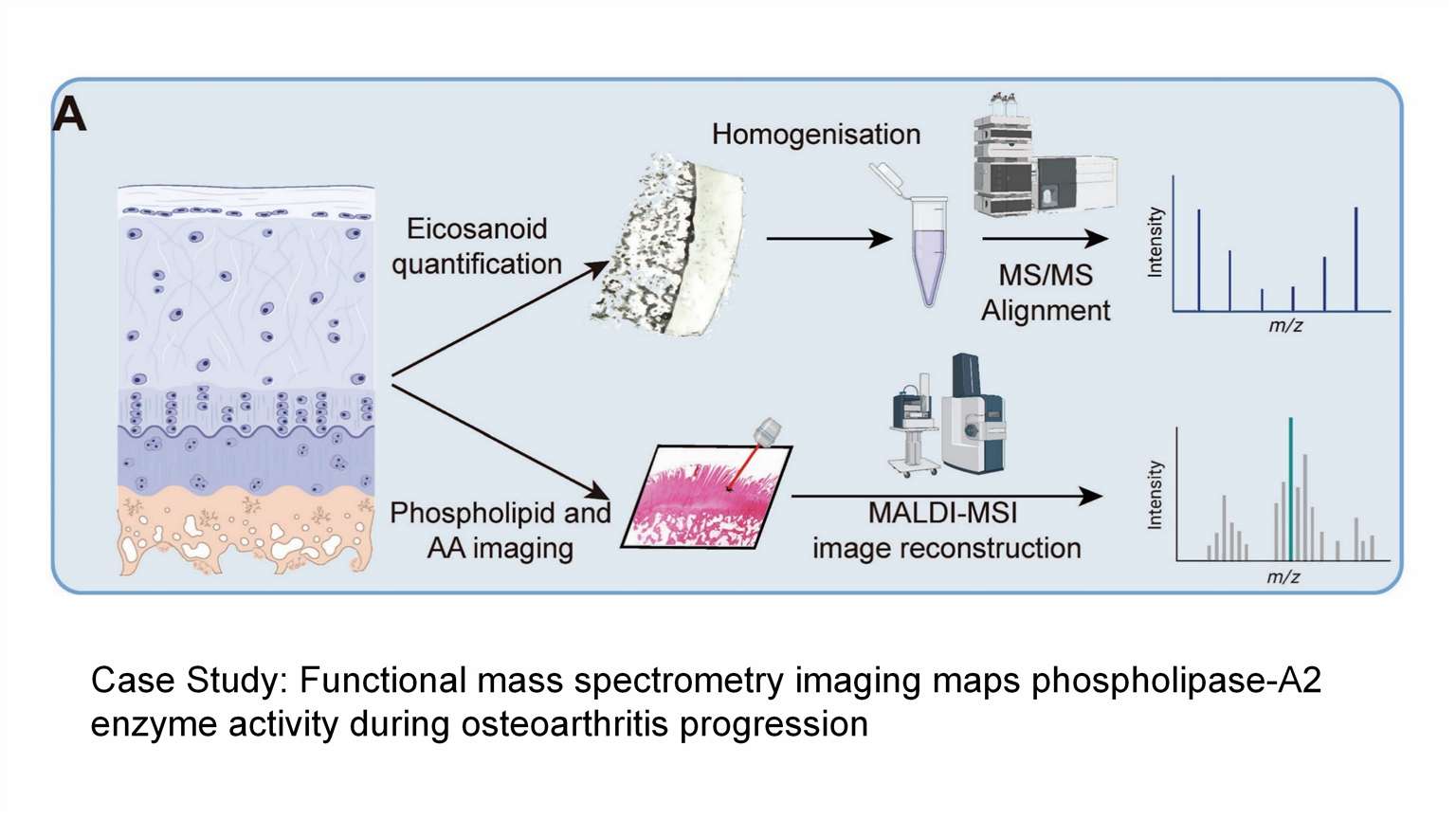 graphical abstract of Spatial Untargeted Lipidomics