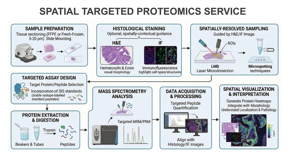 spatial targeted proteomics workflow