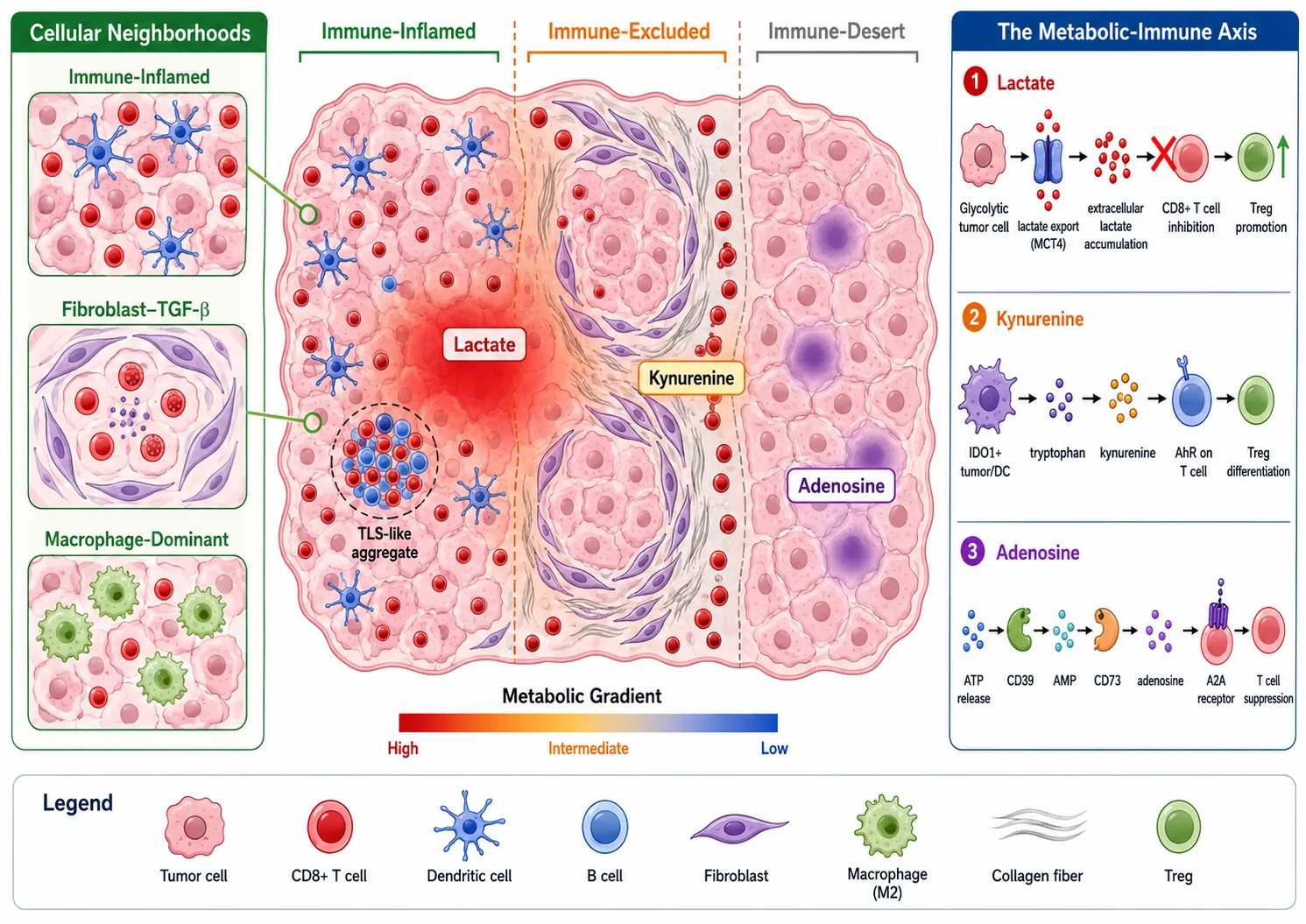 Spatial Tumor Microenvironment Profiling: Immune Infiltration, Spatial Ecotypes, and Therapeutic Implications