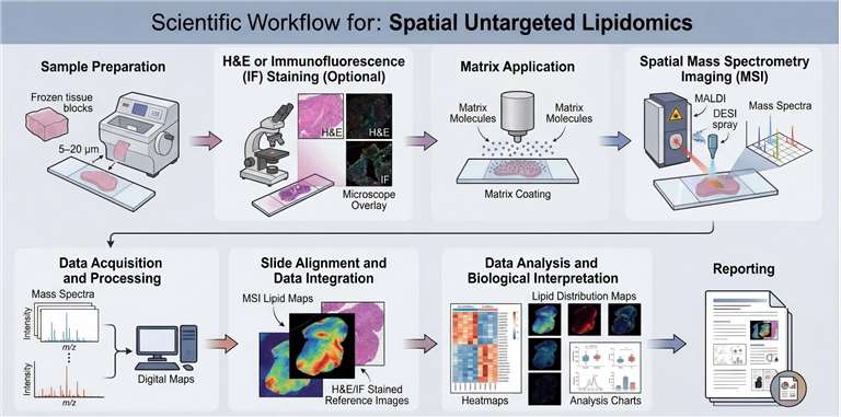 workflow of spatial untargeted lipidomics