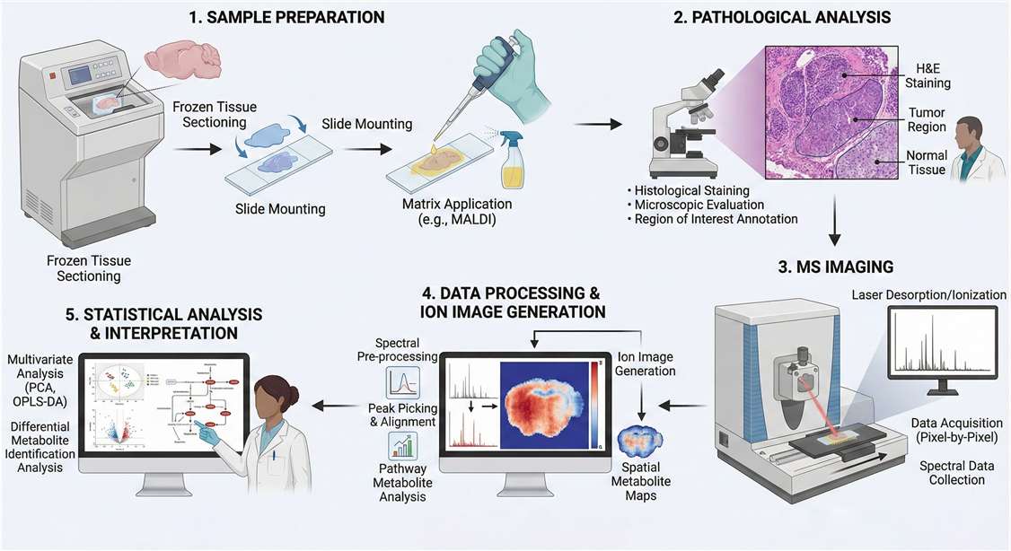spatial untargeted metabolomics workflow