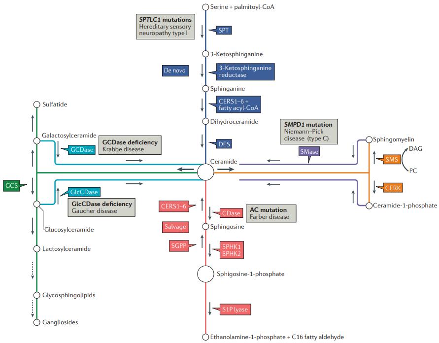 Sphingolipid Structure, Classification, and Detection Methods