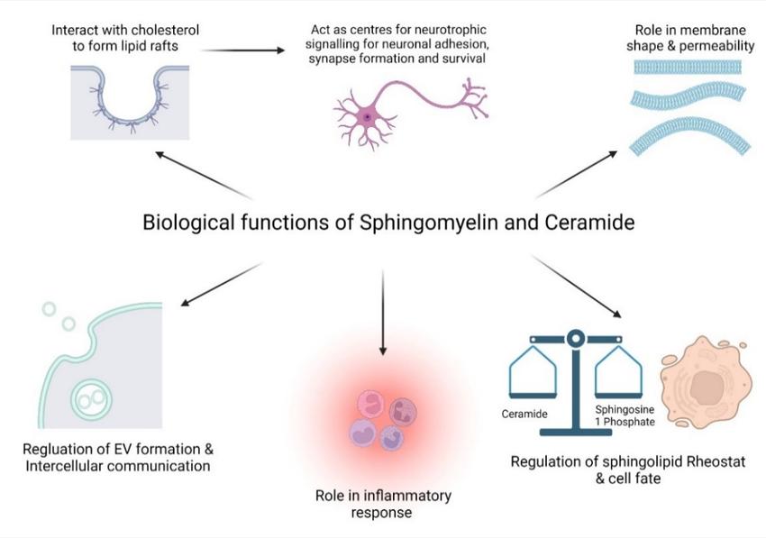 Sphingomyelin: Mechanisms, Functions, Extraction, and Detection