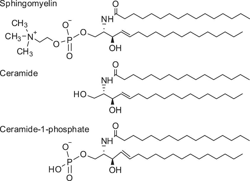 Sphingomyelin Metabolism: Implications in Disease and Health