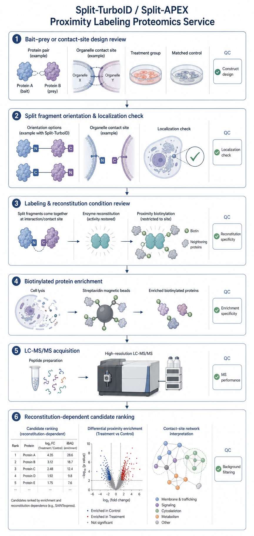 Vertical Split-TurboID and Split-APEX proximity labeling proteomics workflow with QC checkpoints.
