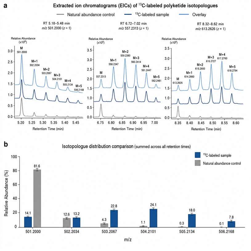 Isotopologue distribution pattern of 13C-labeled polyketide metabolite from SIL-MS analysis