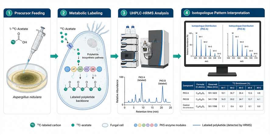 SIL-MS precursor feeding workflow for polyketide biosynthetic pathway elucidation in fungi