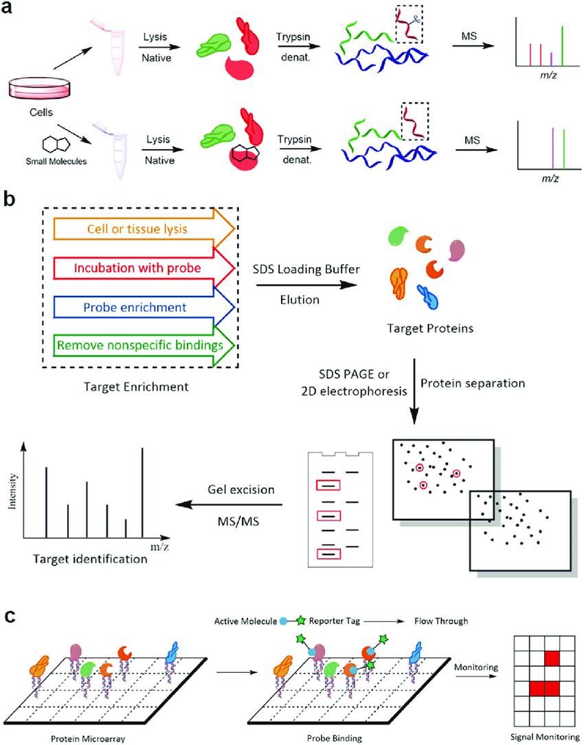 Step-by-Step Protocol: How to Perform a DARTS Assay