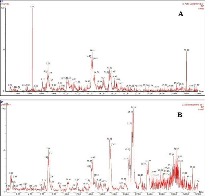 UPLC/MSn BPI chromatograms of Bougainvillea glabra leaf extract in positive and negative ion modes.