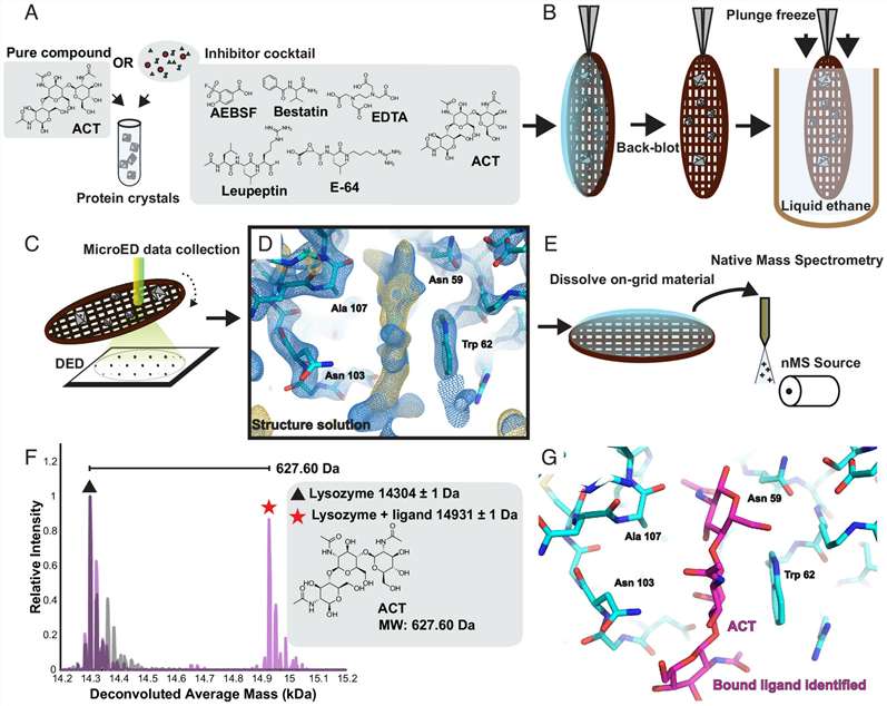 ED-MS workflow combining MicroED and SAR-MS native mass spectrometry.
