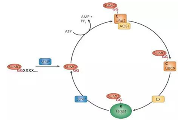 Sumoylation Analysis Service