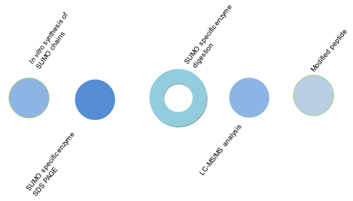 Sumoylation Analysis Service