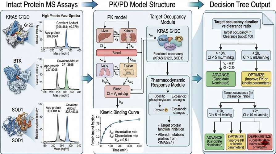 Research workflow diagram showing intact protein MS and PK/PD modeling integration for covalent drug development