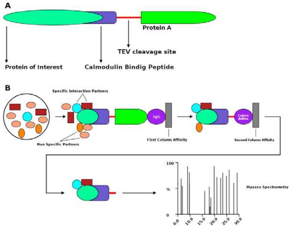 Tandem Affinity Purification: Principles, Techniques, and Applications