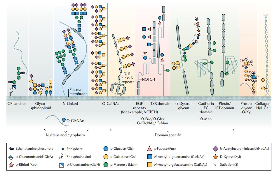 Tandem Mass Spectrometry for Structural Characterization of Glycopeptides