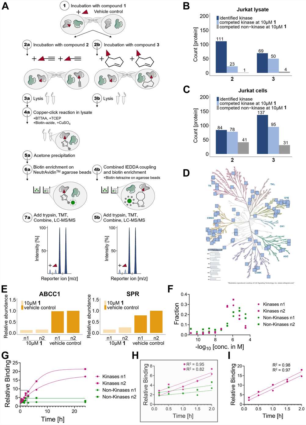 Figure from Glocker et al. 2025, Molecular & Cellular Proteomics, showing the live-cell kinase target engagement workflow with XO44 probe, cellular IC50 comparison between dasatinib and dinaciclib in live K562 cells vs lysate-based Kinobeads, and identification of SPR and ABCC1 as previously unreported off-targets.