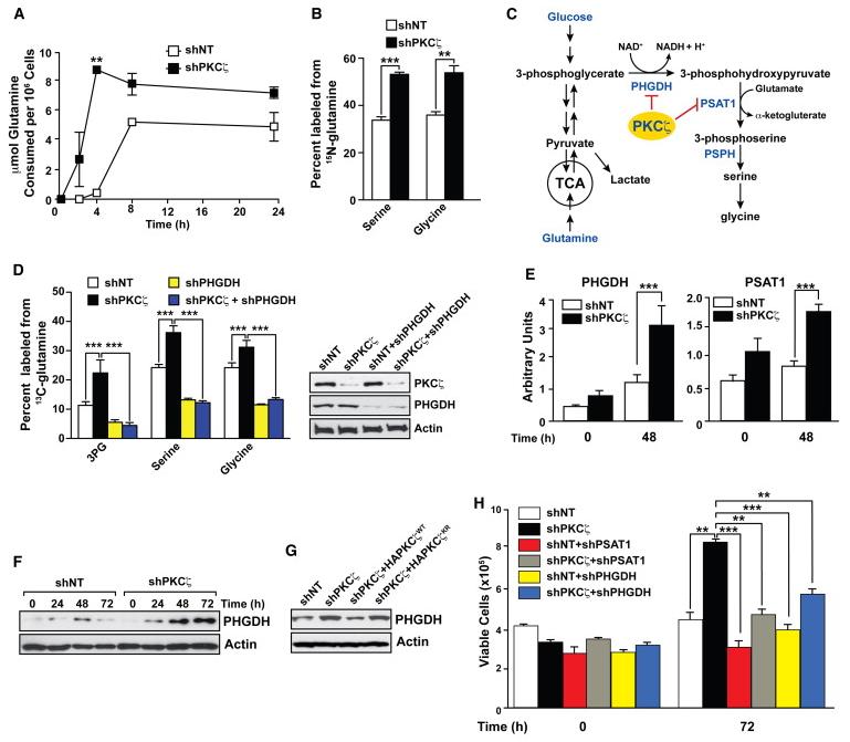 Targeted and Untargeted Approaches in Metabolic Flow Analysis