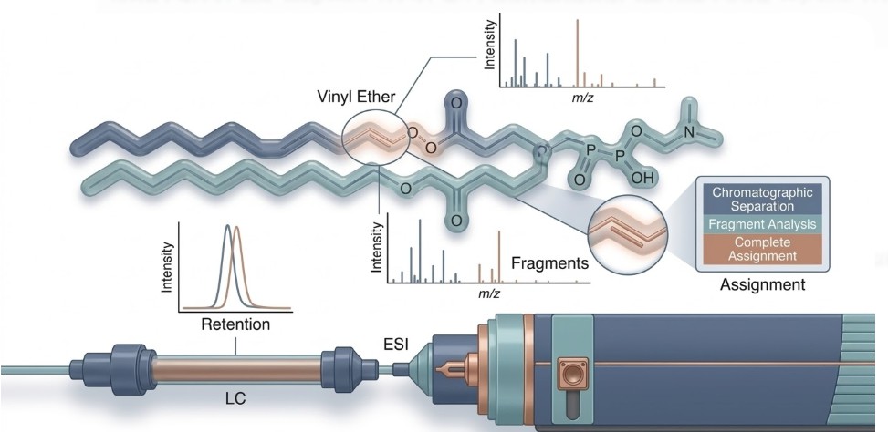 Why plasmalogen species assignment is method-dependent
