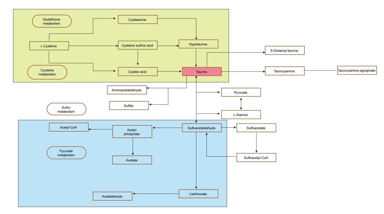 Taurine Metabolism: Molecular Mechanisms, Disease Associations, and Research Strategies