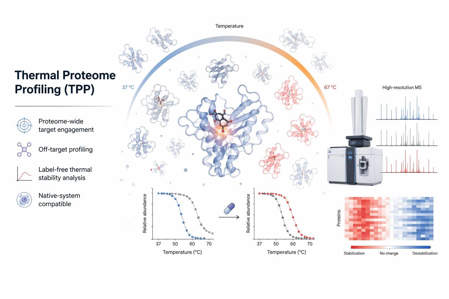 Thermal Proteome Profiling service overview showing proteome-wide target engagement, off-target profiling, and label-free mass spectrometry workflow