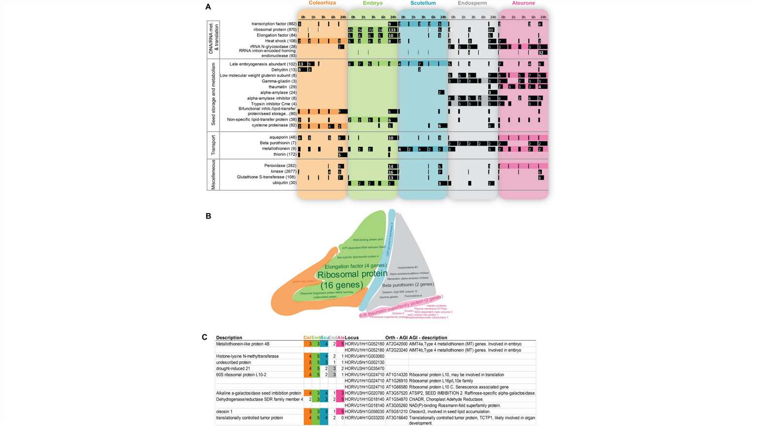 key biological processes spatio-temporal analysis