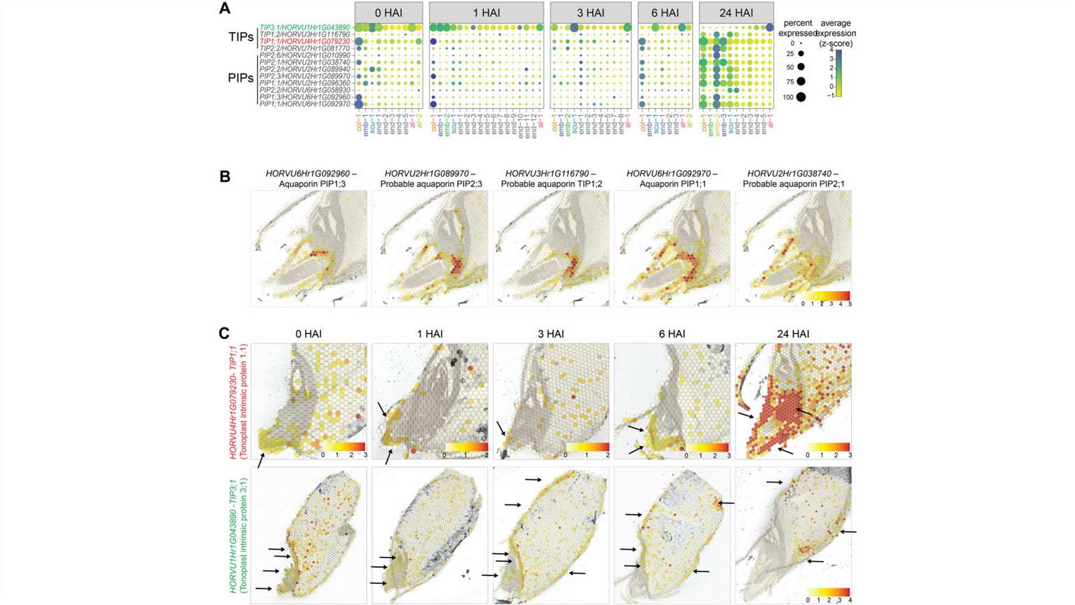 aquaporin genes spatio-temporal expression