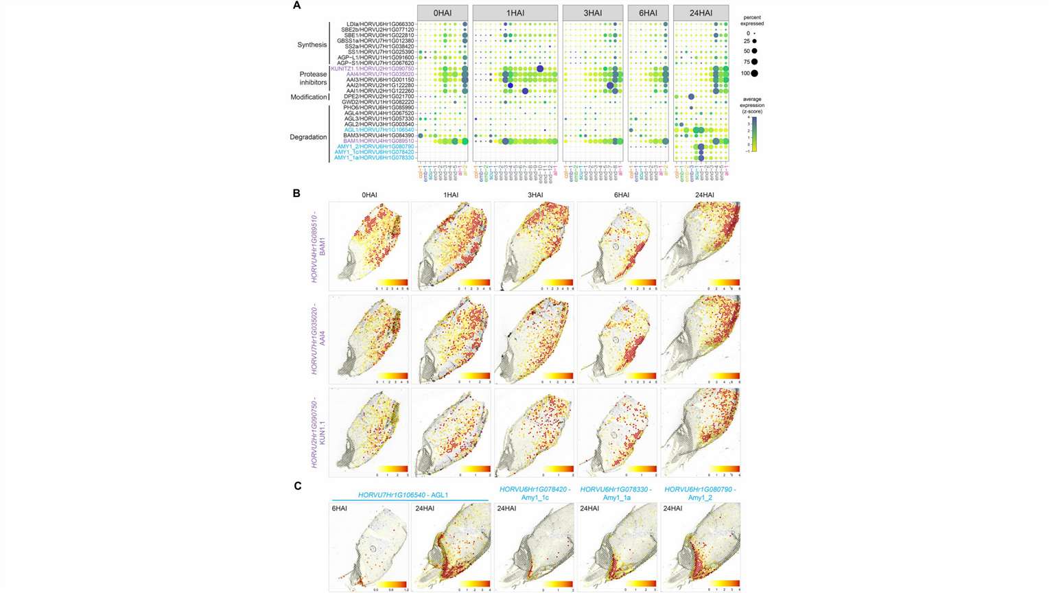 carbohydrate-related genes spatio-temporal expression